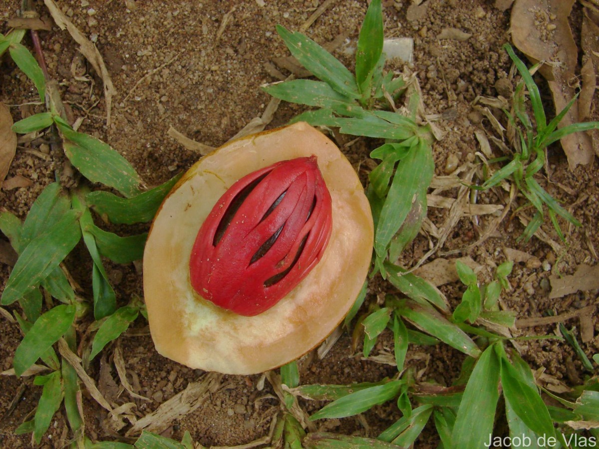 Myristica fragrans Houtt.